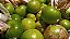 Tomatilho ou Tomate Verde Mexicano (Physalis Ixocarpa) - Imagem 6
