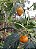 Pimenta Habanero Amarela (Capsicum chinense) - Imagem 3
