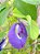 Flor Fada Azul - Clitoria ternatea - Imagem 1