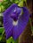 Flor Fada Azul - Clitoria ternatea - Imagem 2