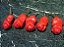Pimenta Peter - Capsicum annuum - Imagem 4