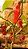 Pimenta Peter - Capsicum annuum - Imagem 2