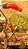 Pimenta Peter - Capsicum annuum - Imagem 3
