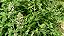 Erva dos Gatos (Catnip) - - Imagem 3