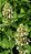 Erva dos Gatos (Catnip) - - Imagem 1