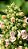 Erva dos Gatos (Catnip) - - Imagem 2