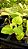 Fisalis (Physalis peruviana)  - Mudas - Imagem 9