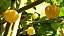 Fisalis (Physalis peruviana)  - Mudas - Imagem 5