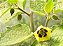 Fisalis (Physalis peruviana)  - Mudas - Imagem 2