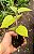 Fisalis (Physalis peruviana)  - Mudas - Imagem 3