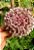 Alho Cavalo (Alho Gigante) - Allium ampeloprasum - Imagem 1