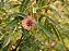 Bracatinga-de-Campo-Mourão   -  (Mimosa flocculosa) - Imagem 2