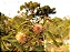Bracatinga-de-Campo-Mourão   -  (Mimosa flocculosa) - Imagem 1