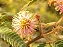 Bracatinga-de-Campo-Mourão   -  (Mimosa flocculosa) - Imagem 3