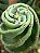 Cacto Parafuso – Cereus forbesii spiralis - estaca - Imagem 2