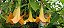 Trombeta-de-Anjo Amarela – Brugmansia suaveolens - Imagem 2