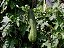 Bucha Vegetal – Luffa cylindrica - sementes - Imagem 2