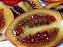 Tomate arbóreo, Tamarillo - Solanum betaceum - sementes e mudas - Imagem 5