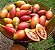 Tomate arbóreo, Tamarillo - Solanum betaceum - sementes e mudas - Imagem 4
