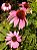 Equinácea ou Flor-de-Cone-Roxa - (Echinacea purpurea) - Imagem 1