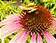 Equinácea ou Flor-de-Cone-Roxa - (Echinacea purpurea) - Imagem 2