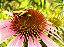 Equinácea ou Flor-de-Cone-Roxa - (Echinacea purpurea) - Imagem 3
