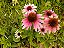 Equinácea ou Flor-de-Cone-Roxa - (Echinacea purpurea) - Imagem 5