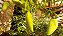 Chuchu-de-vento – Cyclanthera pedata - sementes - Imagem 2