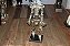 ROBO DE LATA - Imagem 1