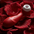 SATISFYER PRO 2 DEBORAH SECCO - SUGADOR DE CLITÓRIS - Imagem 2
