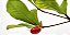 Muda De Fruta Do Milagre Produzindo - Imagem 5