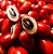 Muda De Fruta Do Milagre Produzindo - Imagem 4