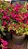 Primavera Bougainvillea - várias cores - Imagem 2