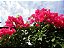 Primavera Bougainvillea - várias cores - Imagem 11