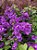 Primavera Bougainvillea - várias cores - Imagem 4