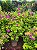 Primavera Bougainvillea - várias cores - Imagem 5