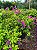 Primavera Bougainvillea - várias cores - Imagem 6