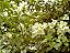 Muda de Primavera Bougainvillea Branca Para Florir - Imagem 3