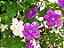 Muda de Manacá de Cheiro Lindo Para Florir Atrai Borboletas - Imagem 1