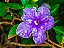 Muda de Manacá de Cheiro Lindo Para Florir Atrai Borboletas - Imagem 2