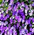 Muda de Manacá de Cheiro Lindo Para Florir Atrai Borboletas - Imagem 3