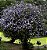 Muda de Manacá de Cheiro Lindo Para Florir Atrai Borboletas - Imagem 4