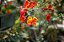 Muda de Lindo Flamboyant Mirim vermelho Ideal para Jardins - Imagem 5