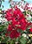 Muda de Primavera Bougainvillea Vermelha - Imagem 2