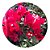 Muda de Primavera Bougainvillea Vermelha - Imagem 1