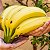Muda de Banana Nanica ou D'Água Clonada Produzir - Imagem 2