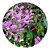 Muda de Congéia da Flor Lilás Trepadeira Ornamental - Imagem 1