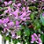 Muda de Congéia da Flor Lilás Trepadeira Ornamental - Imagem 3