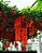 Kit 2 Mudas de Jade Vermelha - Imagem 3