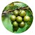 Muda de Uva Jabuticaba Branca Gigante Enxertada Super Rara - Imagem 1